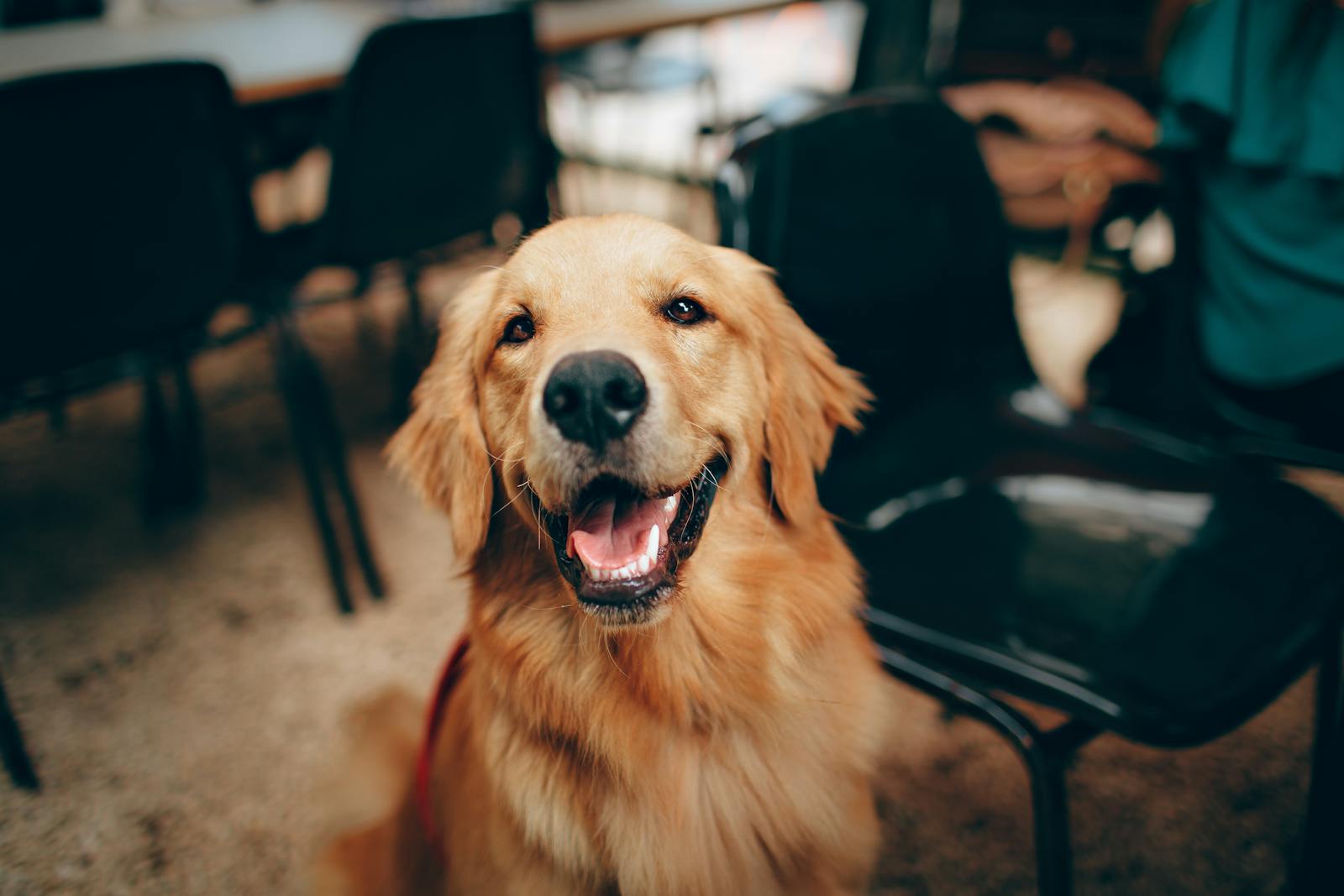 Short-coated Tan Dog